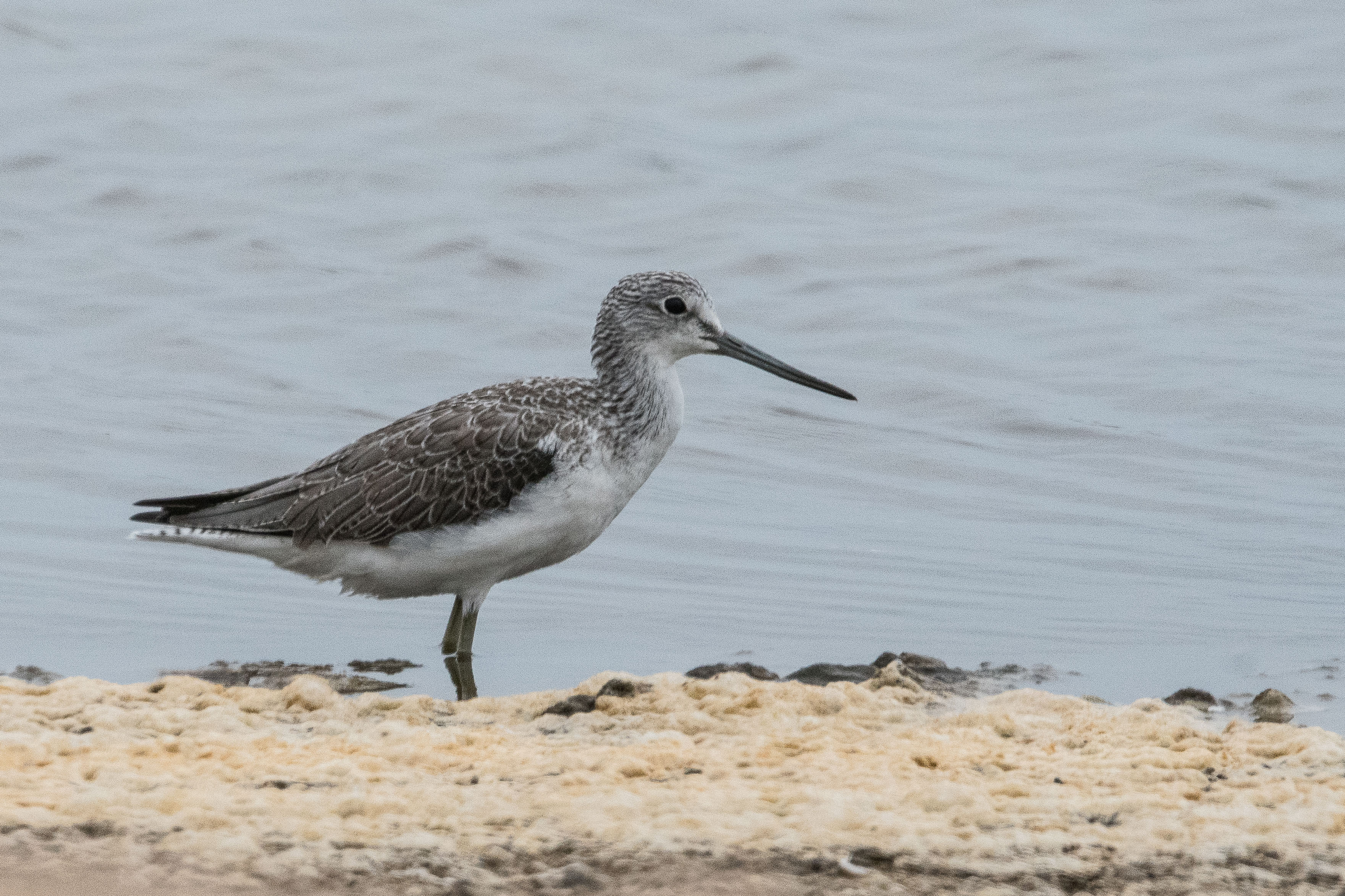 Chevalier aboyeur (Common greenshank, Tringa nebularius), adulte internuptial, Walvis bay, Namibie.